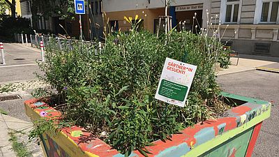 Pflanztrog Pannaschgasse