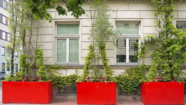 270 m2 Fassade des Amtshaus in Margareten wurden unter Mitwirklung der Gebietsbetreuung Stadterneuerung begrünt.