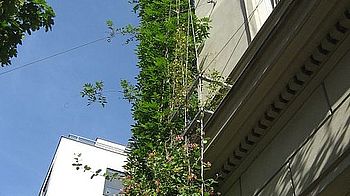 Begrünte Häuserfassaden helfen, das städtische Klima zu verbessern.