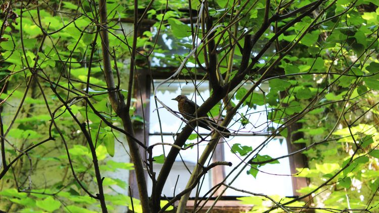 Eine Amsel auf einem Baum mit satten grünen Blättern