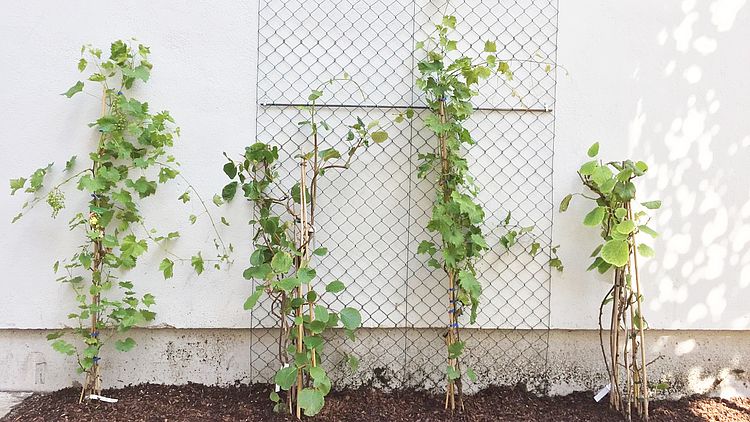 Die Fassade wird begrünt! 4 Kletterpflanzen wachsen an einer Fassade mit Rankgitter hoch