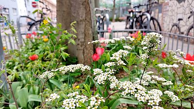Übig begrünte und in bunten Farben blühende Baumscheibe Am Mittersteig