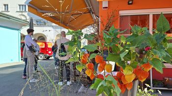 grün-orangene Pflanze, im Hintergrund stehen Menschen vor Stand