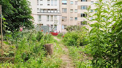 Begrünter Steinhagegarten zwischen Häusern