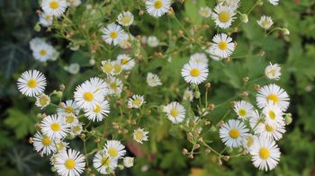 Blumenpracht mitten in der Stadt
