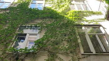 Der Veitschi blüht von Juni bis Juli. Nach der Blüte trägt er kleine blaue Früchte und im Herbst färben sich die dreizackigen Blätter leuchtend rot.