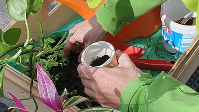 Hände beim Gärtnern von Topfplanzen auf einem Tisch. Die Person hat eine grüne Jacke an und wurde von links über der Schulter fotografiert.