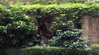 Begrünte Wände in einem Innenhof in der Fuhrmannsgasse im 8. Bezirk.