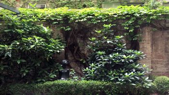 Begrünte Wände in einem Innenhof in der Fuhrmannsgasse im 8. Bezirk.