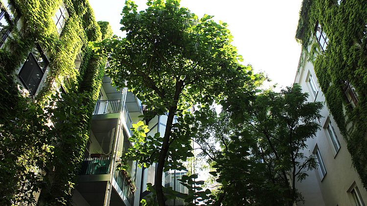 Blick nach oben entlang mit Kletterpflanzen bewachsenen Wänden