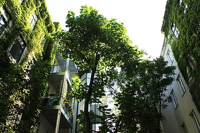 Blick nach oben entlang mit Kletterpflanzen bewachsenen Wänden