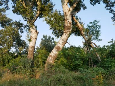 Große Birken und viel grüner, wilder Bewuchs