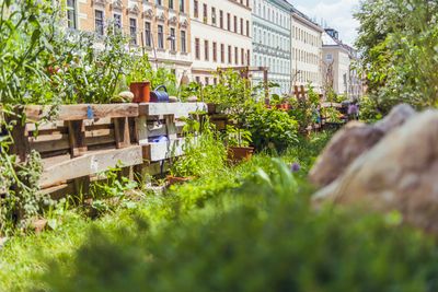Saftiges Grün im Nachbarschaftsgarten Matznergarten Saftiges Grün im Nachbarschaftsgarten Matznergarten