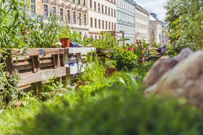 Saftiges Grün im Nachbarschaftsgarten Matznergarten