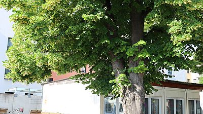 mehrere Kinder umarmen einen großen Baum