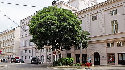 Großer Stadtbaum bei der Kreuzung vor dem Raimundtheater 