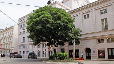 Großer Stadtbaum bei der Kreuzung vor dem Raimundtheater