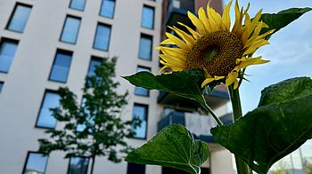 Sonnenblume vor Hausfassade