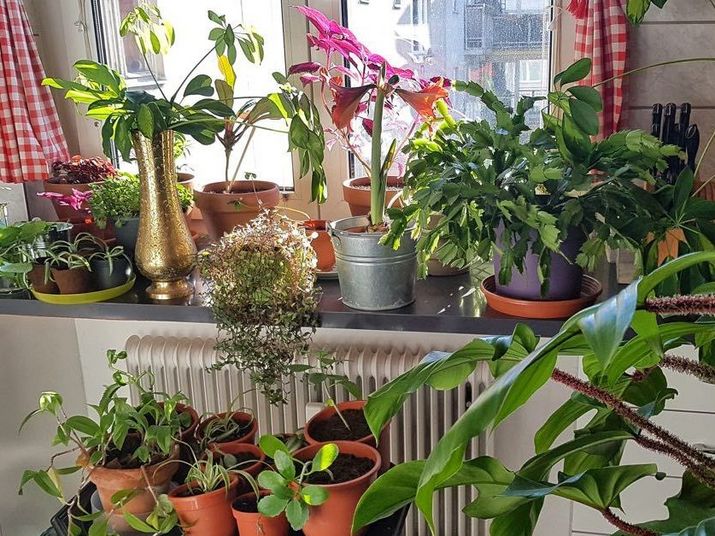 Viele verschiedene Zimmerpflanzen stehen auf einem Fensterbrett und auch daneben.