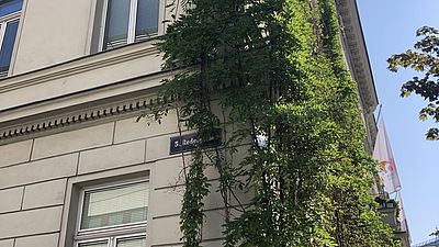 Fassadenbegrüung des Amtshaus Margaretens