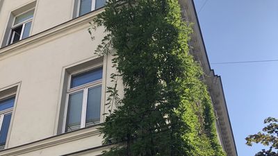 240729_Fassadenbegruenung_AmtshausMargareten_GruenerWohnen1050 Fassadenbegrüung des Amtshaus Margaretens