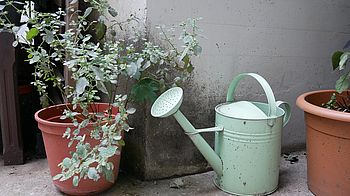 Gießkanne und Topfpflanzen Gießkanne und Topfpflanzen