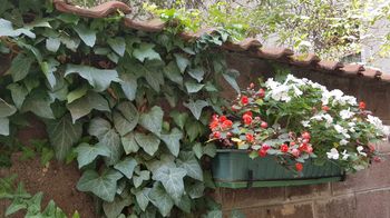 Ein kleines Blumenkistl ist schnell wo angebracht (in diesem Fall an der Wand) - und setzt bunte Farbtupfer im grauen Hof.