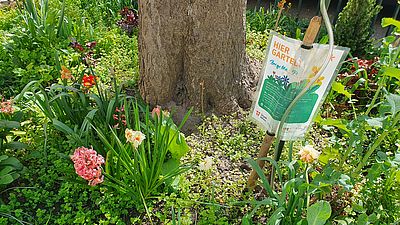 eine mit vielen Pflanzen bewachsene Baumscheibe