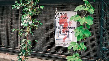 2 grüne Kletterpflanzen wachsen über ein vertikales Gitter