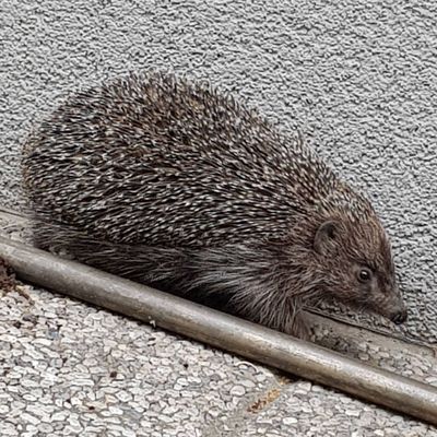 Igel im Nachbarschaftsgarten vor dem GB*Stadtteilbüro am Max-Winter-Platz