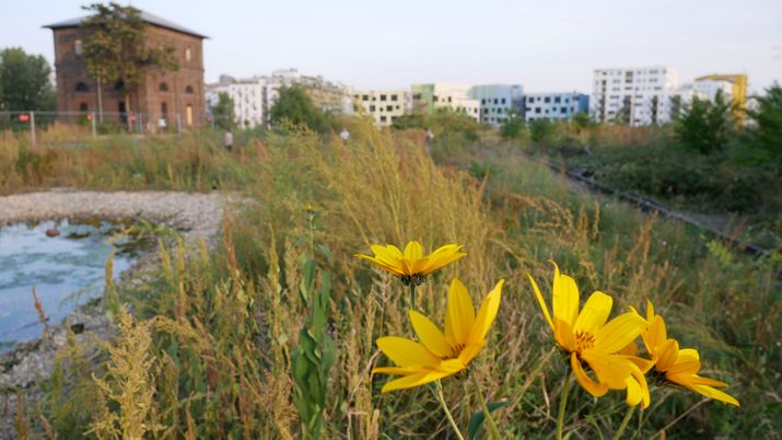 Im Vordergrund wilder Bewuchs und gelbe Blumen, dahinter Gebäude