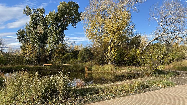 Holzsteg, Teich, Büsch und Stäucher