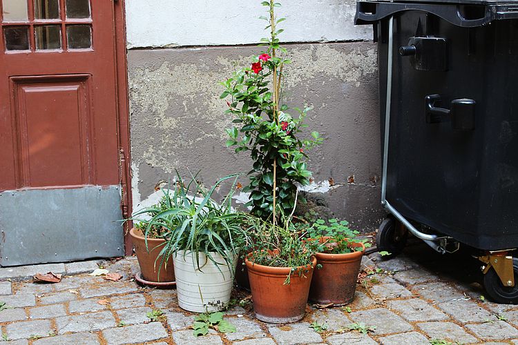 Einge Töpfe mit Grünpflanzen stehen gruppiert am Boden eines Innenhofes
