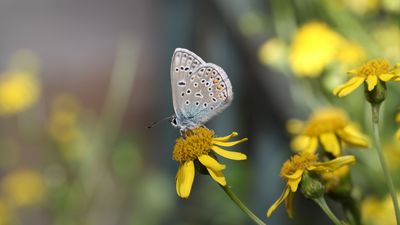 Schmetterlingswiese, 1060 Wien (© Florian Etl) Schmetterling auf einer Blüte