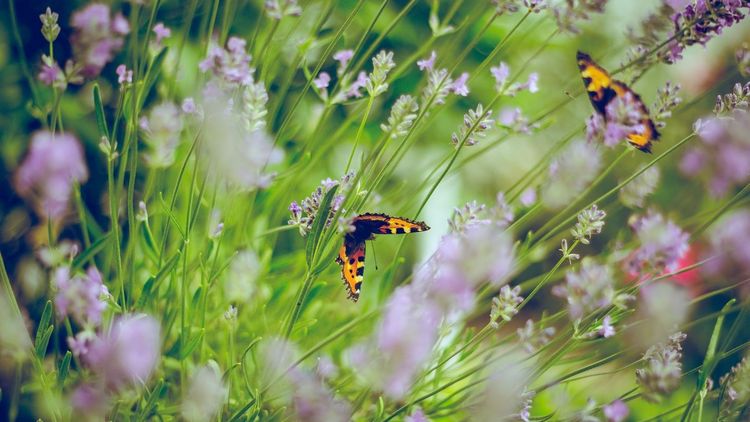 Schmetterlinge im Garten auf einer Wiese