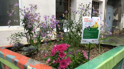 Pflanztrog in der Pannaschgasse mit blühenden Blumen