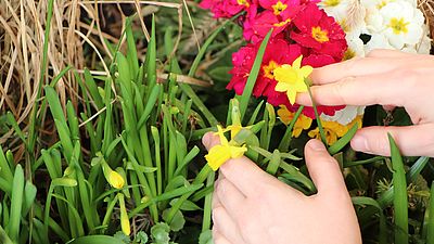 Zwei Hände, die Blumen einpflanzen.