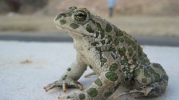 Wechselkröte Grau gepunktete Kröte