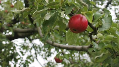 Ein roter Apfel hängt an einem Apfelbaum.