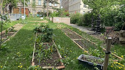 Blühender Gemeinschaftsgarten in der Kranzgasse