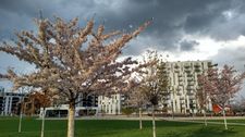 Helmut-Zilk-Park, blühender Baum im Vordergrund, schwarze Wolken am Himmel