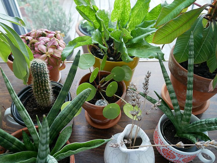 Auf einem Pflanztisch stehen unterschiedliche Zimmerpflanzen in bunten Pflanzgefäßen