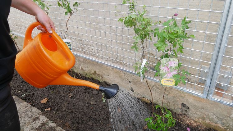 Fassadenbegrünung Lambertgarten