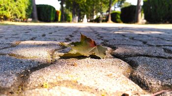 Blatt liegt auf Pflastersteinen, im Hintergrund Bäume