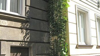 Fassadenbegrünung in der Ortliebgasse in Hernals