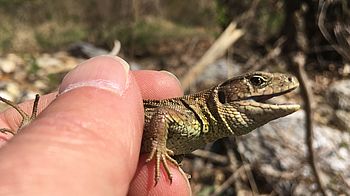 Zauneidechse ein Foto einer Zauneidechse die von jemandem gehalten wird
