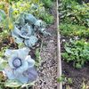 Gemüse im Nachbarschaftsgarten