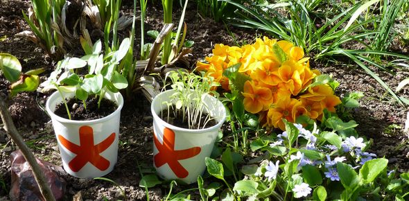 2 Becher mit Blumensetzlingen in einem Blumenbeet