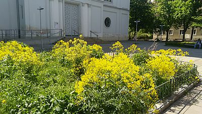 Begrünte Beete am Migazziplatz in der Sonne