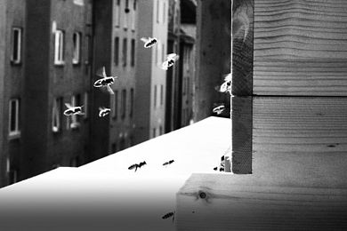 Foto von Bienen, die in einen Bienenstock fliegen in Schwarz-Weiß